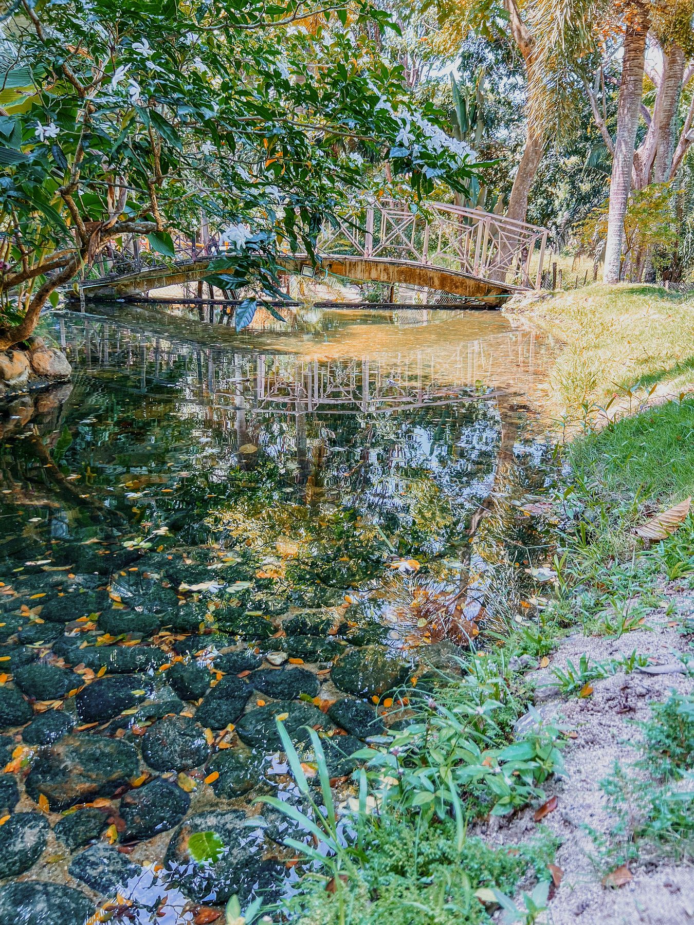Lily pond in the gardens of the private reserve